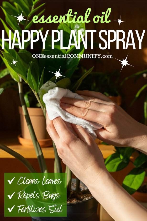 says "Essential Oil Happy Plant Spray by oneessentialcommunity.com that 1. cleans leaves, 2. repels bugs, and 3. fertilizes for happy, healthy plants." hands wiping plant leaves with white microfiber cloth