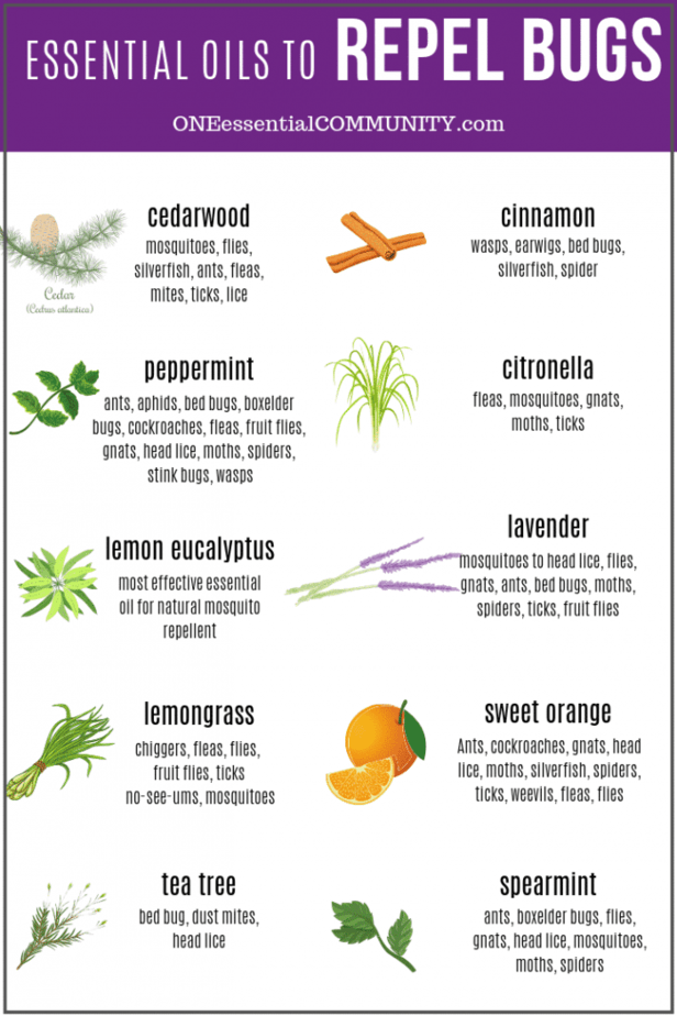 Top 10 Essential Oils That Repel Bugs + Bug Spray Recipe, Diffuser