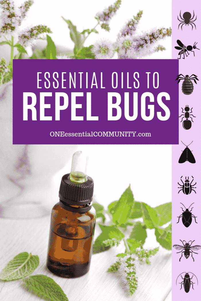 peppermint oil for bugs outside