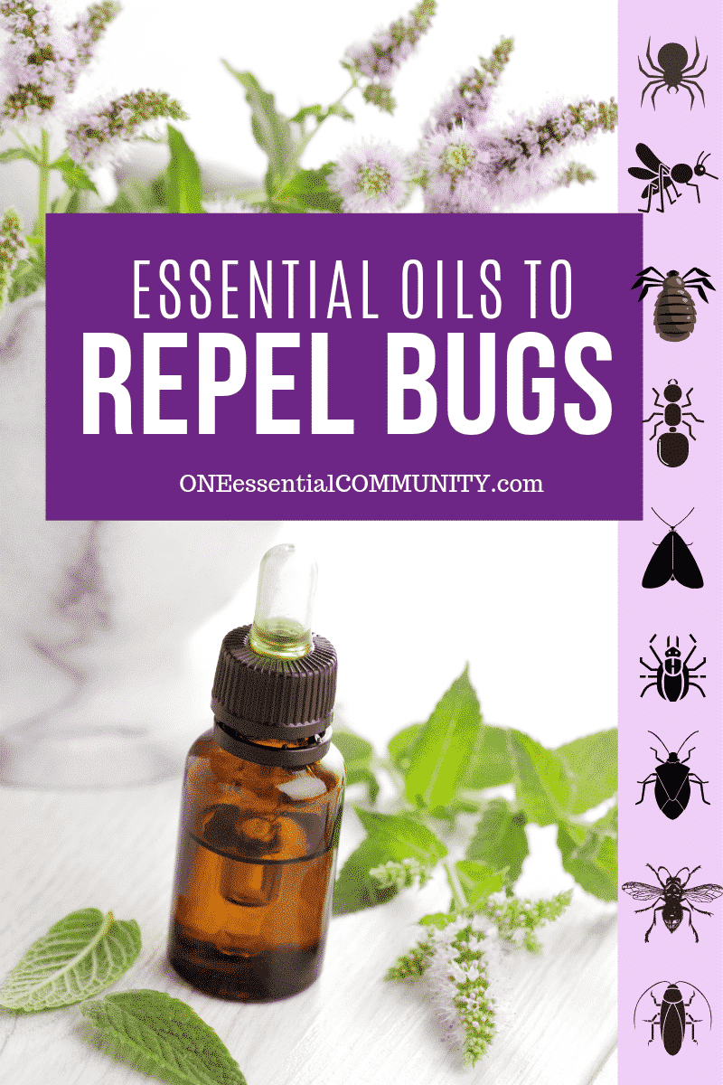 Does Lavender Essential Oil Keep Bugs Away