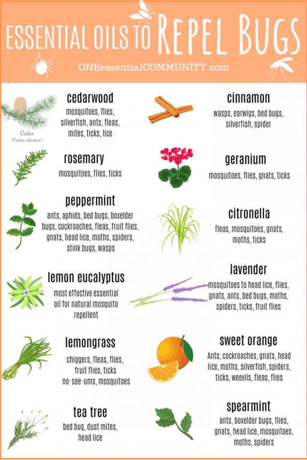 essential oils to repel bugs by oneessentialcommunity.com -- cedarwood for mosqquitos, flies, silverfish, ants, fleas, mites, ticks, lice ... cinnamon for wasps, warwigs, bed bugs, silverfish, spiders,... rosemary for mosquitos, flies, ticks... geranium for mosquitos, flies, gnats, ticks... peppermint for ants, aphids, bed bugs, boxelder bugs, cockroaches, fleas, fruit flies, gnats, head lice, moths, spiders, stink bugs... citronella for fleas, mosquitos, gnats, moths, ticks... lemon eucalyptus is most effective essential oil for mosquito repellent, lavender for mosquiots, head lice, flies, gnats, ants, bed bugs, moths, spiders, ticks, fruit flies... lemongrass for chiggers, fleas, flies, fruit flies, ticks, no-see-ums, mosquitos... sweet orange for ants, cockroaches, gnats, head lice, moths, silverfish, spiders, ticks, weevils, fleas, flies... tea tree for bed bugs, dust mites, head lice... spearmint for ants, boxelder bugs, flies, gnats, head lice, mosquitos, moths, spiders